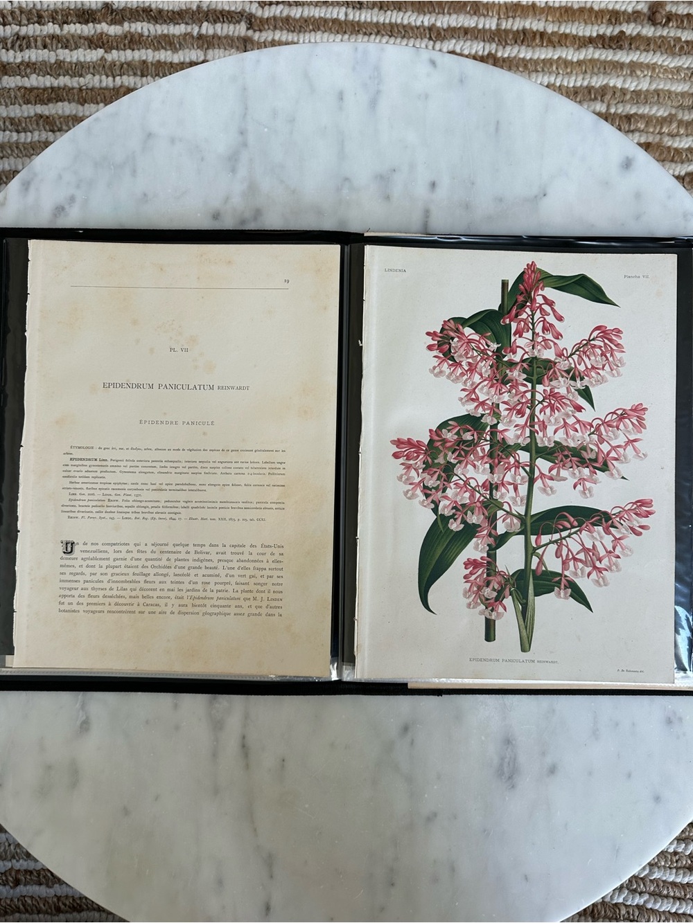 1885 Planche VII (Plate 7): Epidendrum paniculatum Reinwardt